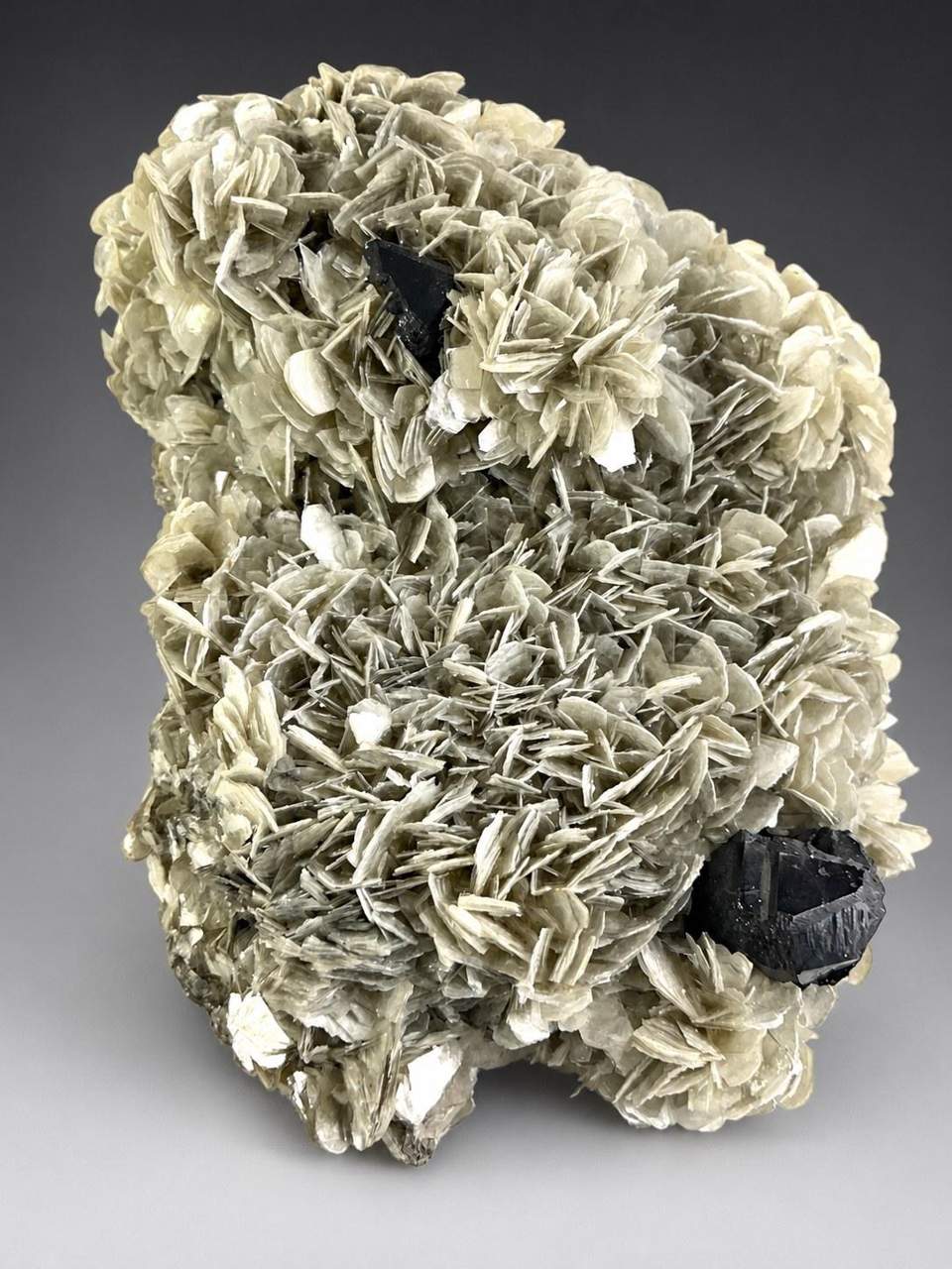 Twinned black Cassiterite crystals on champagne Muscovite mica